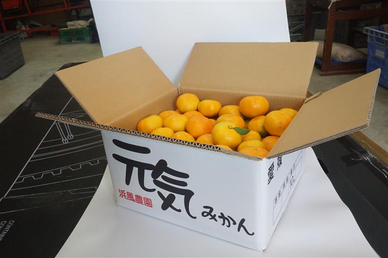 浜風みかん　宮川早生　10kg