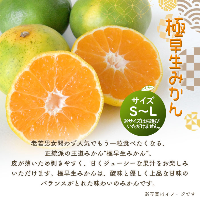 ＜浜風みかん 極早生 約５kg＞ごくわせ 柑橘 ミカン 果物 フルーツ 愛媛県 西予市