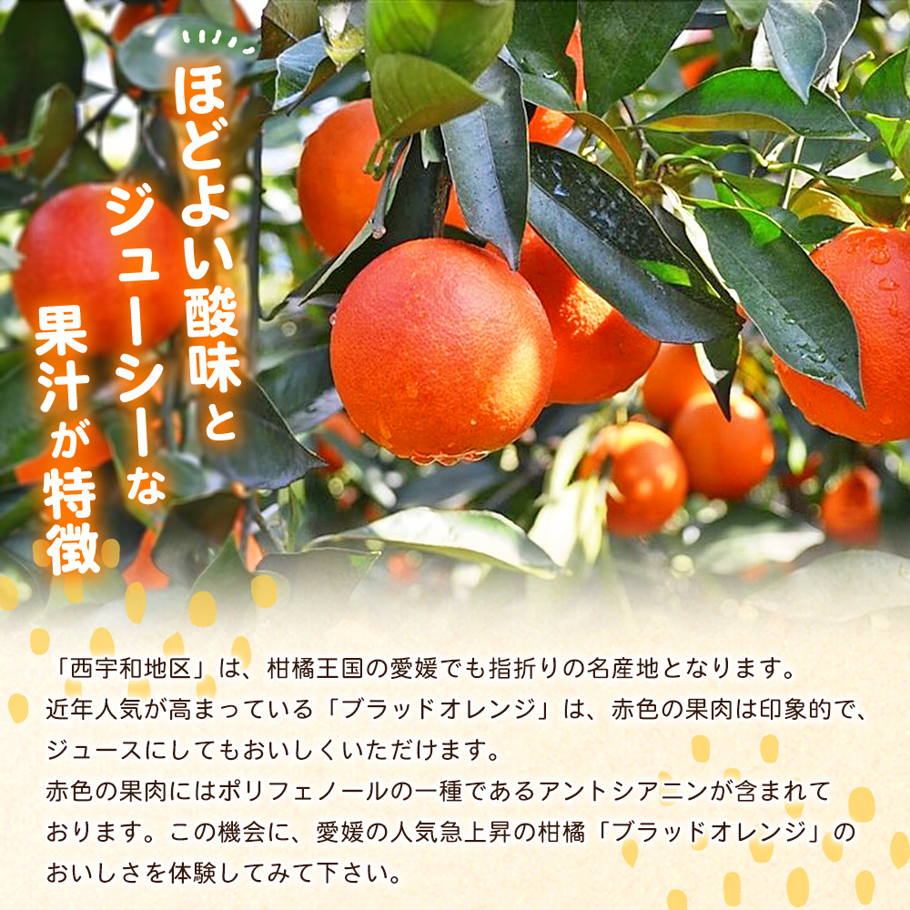 ＜愛媛県西予市産 ブラッドオレンジ 家庭用 約3.2kg＞ 愛媛県産 西宇和 家庭用 不揃い 果物 フルーツ 柑橘 ぶらっどおれんじ オレンジ みかん ミカン 蜜柑 訳あり ワケアリ 国産 小林果園 愛媛県 西予市