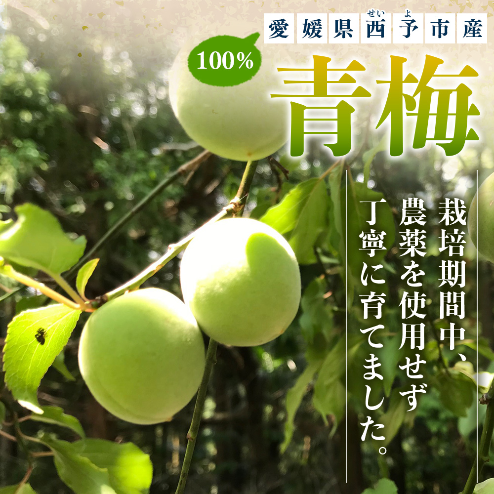 ＜愛媛県西予市産 青梅 約5kg＞ うめ ウメ あおうめ アオウメ 青うめ 青ウメ 梅干し 梅シロップ 梅酒 手作り えひめ活き生きファーマーズ 愛媛県 西予市
