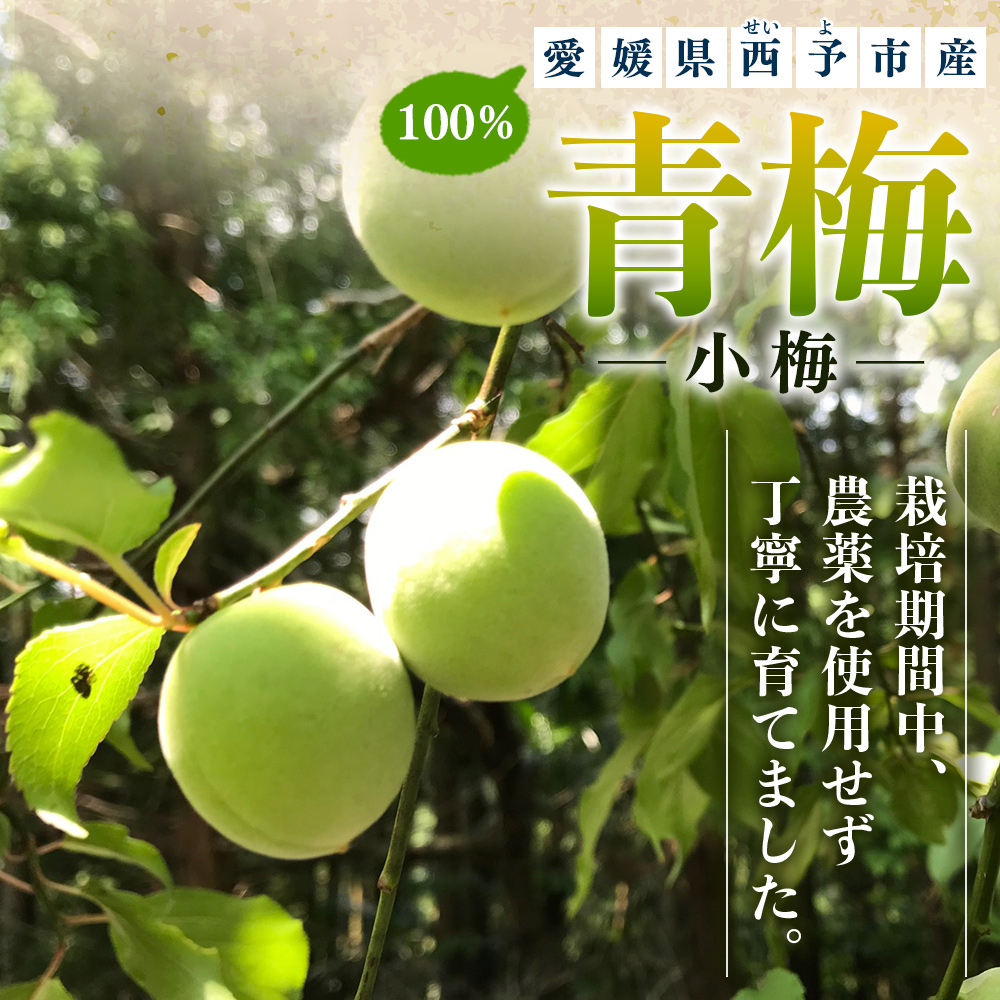 ＜愛媛県西予市産 青梅（小梅） 約3kg＞ うめ ウメ 1.5cm前後 白加賀 小梅 あおうめ アオウメ 梅干し 梅シロップ 梅酒 手作り えひめ活き生きファーマーズ 愛媛県 西予市