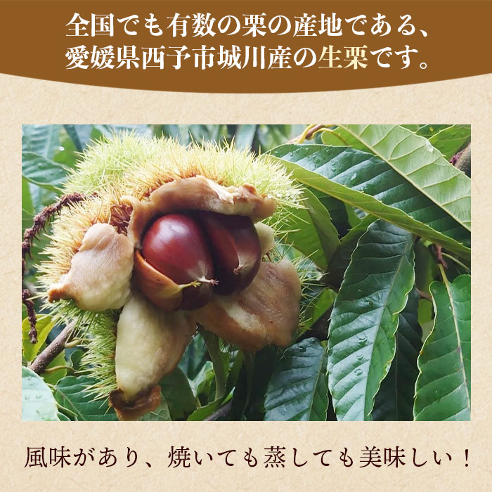 ＜西予市城川産 大きな生栗 3Lサイズ 約2kg（化粧箱入り）＞ くり 特大 大粒 マロン 焼き栗 栗ご飯 モンブラン 特産品 メニークエスト 愛媛県 西予市