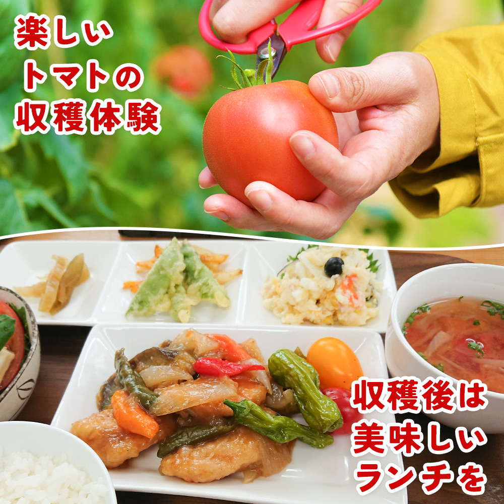 ＜桃太郎トマトの収穫体験（食堂ゆすかわのランチ付き）＞トマト収穫 体験 収穫 利用券 チケット 1名 1人 ランチ付き 桃太郎トマト トマト 持ち帰り 特産品 遊子川ザ・リコピンズ 愛媛県 西予市