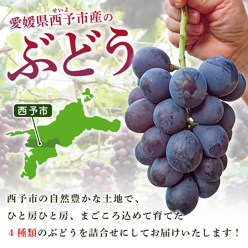 ＜西予の極上ぶどう四彩セット 約2kg＞ 果物 くだもの フルーツ ぶどう 葡萄 ブドウ 4種 詰め合わせ 食べ比べ 藤稔 瀬戸ジャイアンツ ゴルビー ピオーネ 紫玉 特産品 ファームNINOMIYA 愛媛県 西予市