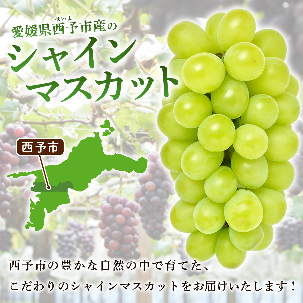 ＜シャインマスカット 約2kg＞ 果物 くだもの フルーツ ぶどう 葡萄 ブドウ シャインマスカット しゃいんますかっと 4～5房 大粒 糖度 極上 種なし 甘い 皮ごと 特産品 ファームNINOMIYA 愛媛県 西予市