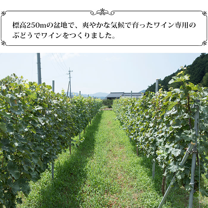 光ワイン（「白」2本セット） 「白」2本セット（寄附額26,000円）