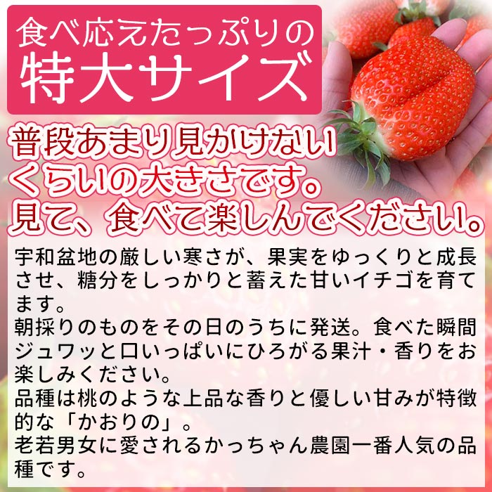 ＜農家厳選 新鮮朝採り 宇和いちご 特大サイズ おばけいちご 3箱（約1.8kg）＞ イチゴ 大粒 果物 フルーツ くだもの ストロベリー かおりの 産地直送 愛媛県 西予市