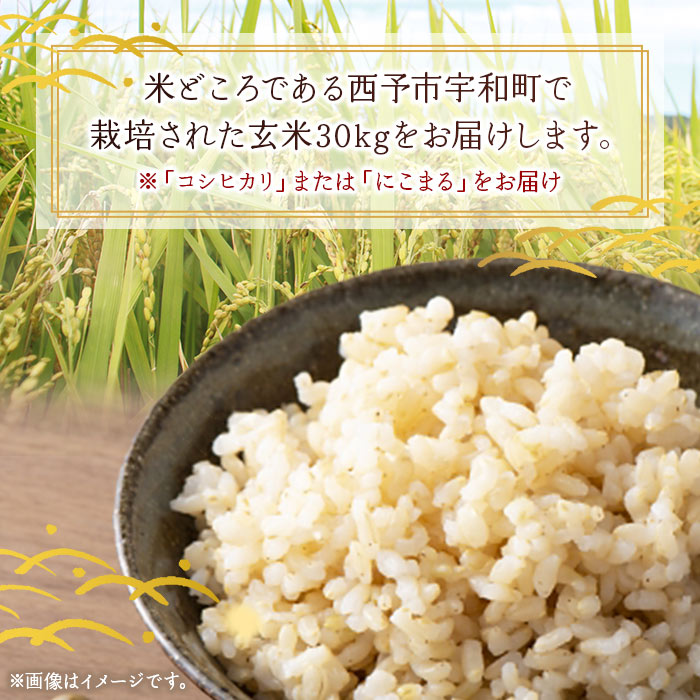 ＜令和6年産 西予市宇和町産 玄米 30kg＞ お米 コメ ご飯 ライス 穀物 こしひかり コシヒカリ にこまる 晩稲 大粒 特産品 三好フク 愛媛県 西予市