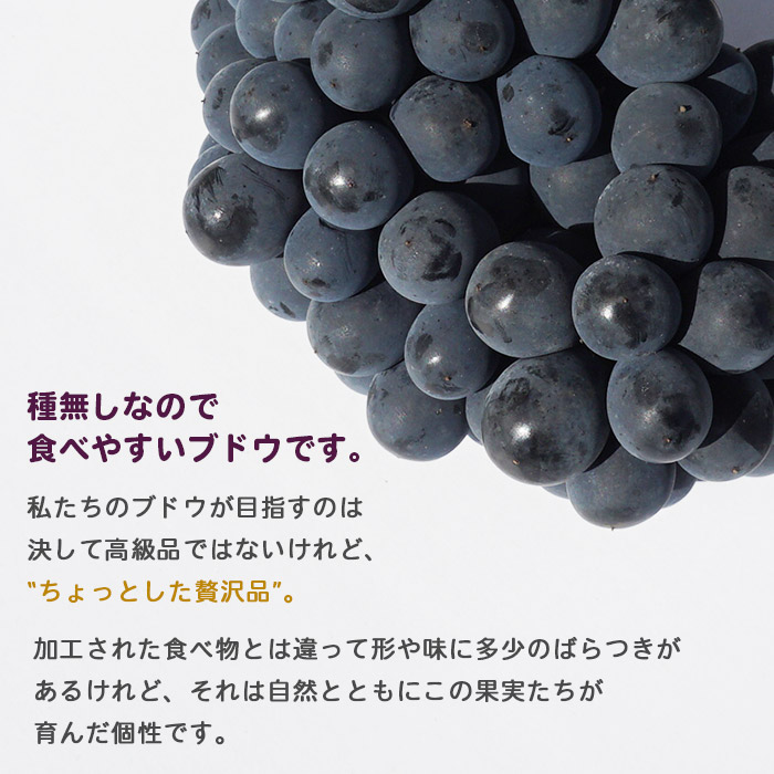 ＜旬のブドウ　西予市産　ベリーA　約2kg＞果物 フルーツ ぶどう 葡萄 季節限定 りの果樹園 愛媛県