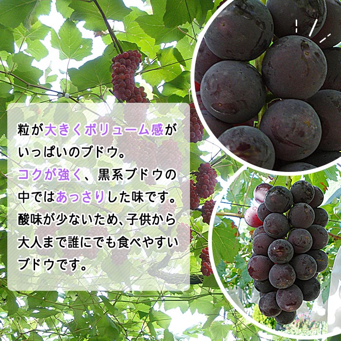 ＜旬のブドウ　西予市産　藤稔　約2kg＞ 果物 フルーツ ぶどう 葡萄 ふじみのり 大粒 季節限定 りの果樹園 愛媛県 約２kg（寄附額15,000円）