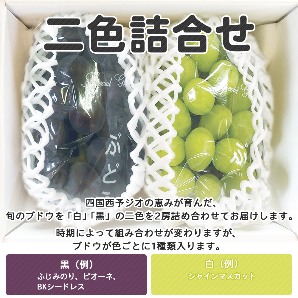 ＜旬のブドウ 西予市産 二色詰合せセット 約1kg＞ 果物 フルーツ ぶどう 葡萄 2種類 セット 詰め合わせ つめあわせ 食べ比べ お楽しみ 期間限定 季節限定 特産品 りの果樹園 愛媛県 西予市