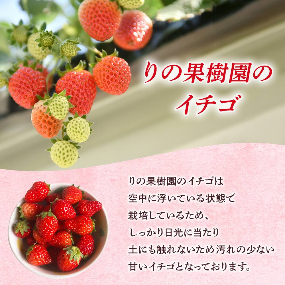 ＜訳あり いちご あまおとめ 約1.3kg 小粒 加工用 冷蔵 規格外品＞ 国産 サイズ 小粒 詰め合わせ アマオトメ 訳あり 訳アリ フルーツ 果物 苺 いちご イチゴ シャーベット スムージー りの果樹園 愛媛県 西予市