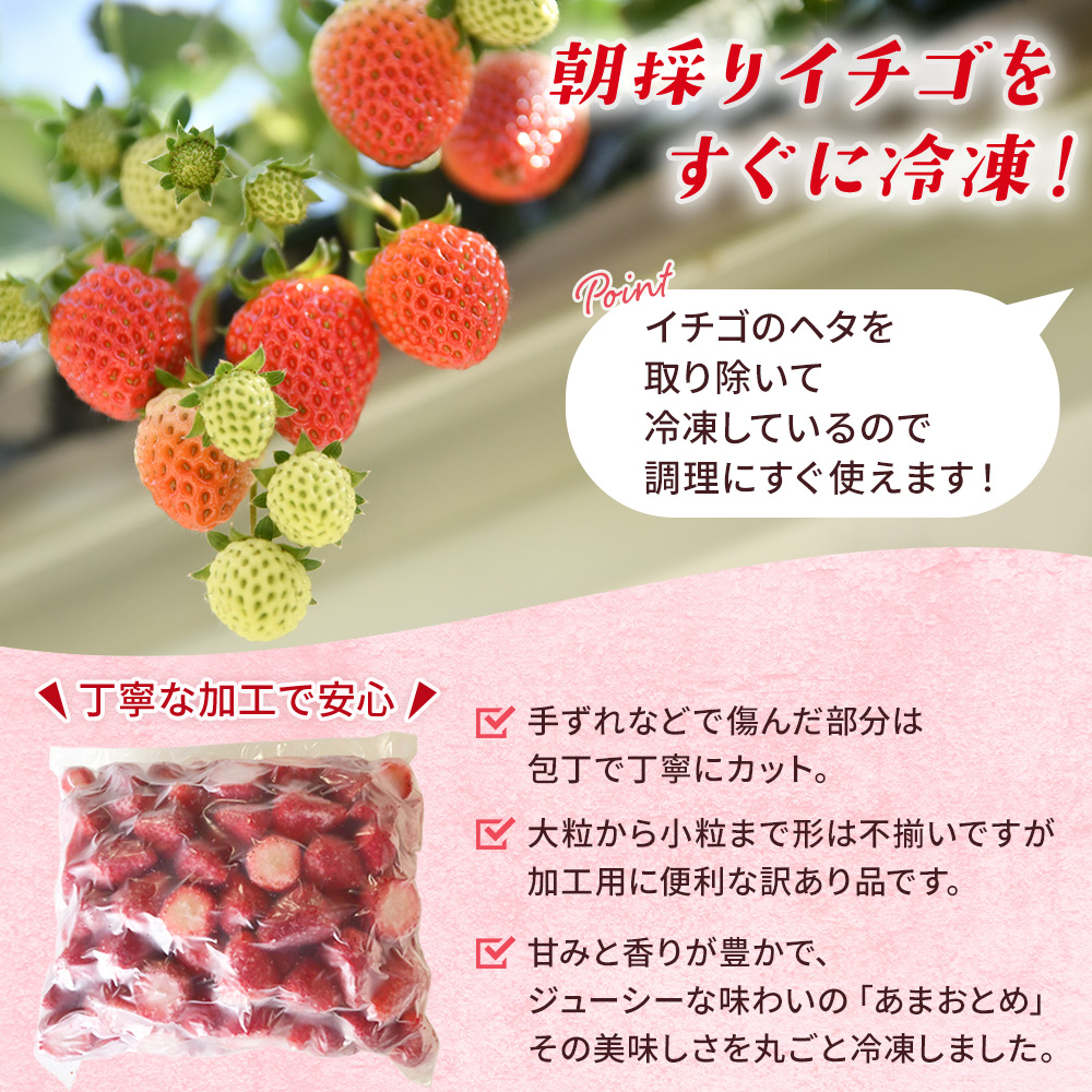 ＜冷凍いちご あまおとめ 約1.5kg 加工用 ヘタなし＞ 国産 アマオトメ 朝採り 朝採れ サイズ 不揃い 訳あり 訳アリ フルーツ 果物 苺 いちご イチゴ シャーベット ジャム スムージー 大粒 小粒 りの果樹園 愛媛県 西予市