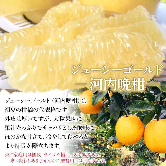 ＜ジューシーゴールド（河内晩柑） ご家庭用 約6kg＞ 訳あり 果物 フルーツ かわちばんかん みかん オレンジ 柑橘 愛媛県 西予市