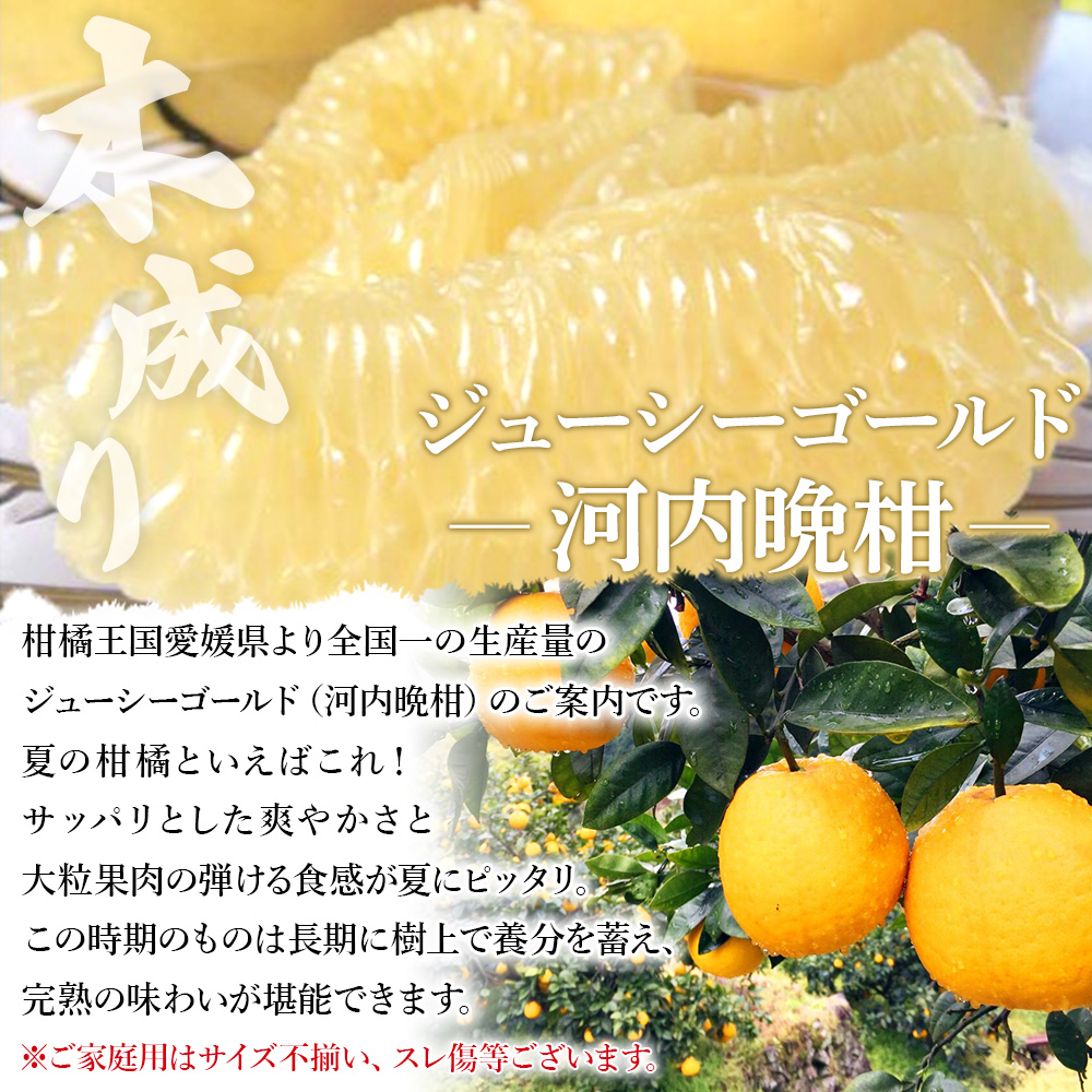 ＜木成り ジューシーゴールド（河内晩柑）ご家庭用 約4kg（S～2L混合）＞ 訳あり 果物 フルーツ かわちばんかん みかん オレンジ 柑橘 愛媛県 西予市