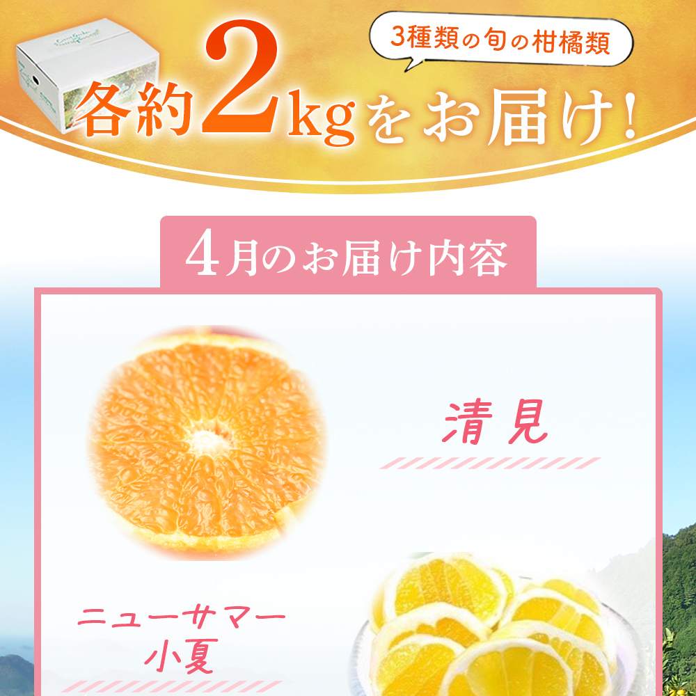 ＜ 4月発送！旬の柑橘 詰め合わせセット 3種×各2kg（清見・ニューサマー小夏・ブラッドオレンジ）＞ 果物 フルーツ みかん ミカン 蜜柑 柑橘 オレンジ 特産品 宇都宮物産 愛媛県 西予市