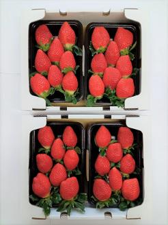 大竹農園直送　イチゴ「かおり野」 贈答用　４パック　【１月～４月配送】