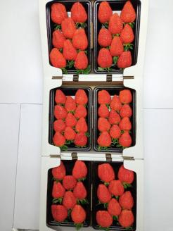 大竹農園直送　イチゴ「かおり野」 贈答用　６パック　【１月～４月配送】