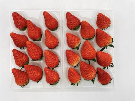 西予市宇和町産　谷口農園のいちご（紅い雫）２パックと紅マドンナジュースのセット