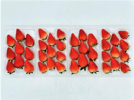 西予市宇和町産　谷口農園のいちご（紅い雫）４パックと紅マドンナジュースのセット
