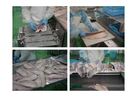 異次元の鮮度！宇和海産「超冷薫」冷凍真鯛 皮なしフィーレ（5kg）