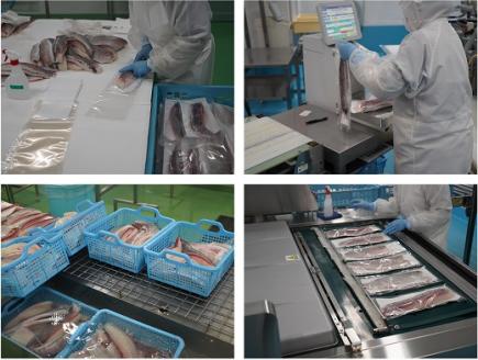 異次元の鮮度！宇和海産「超冷薫」冷凍ぶり ロイン（5kg）