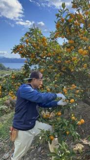 愛媛県西予市明浜産 浜のみかん屋直送 伊予柑（8kg）