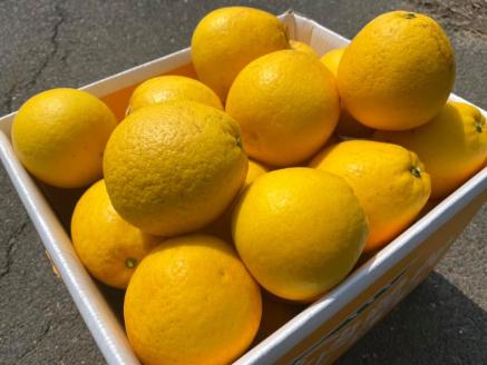 愛媛県明浜産　天晴晩柑（河内晩柑）　3.5kg