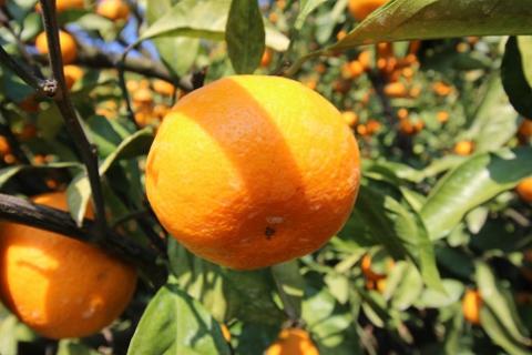 【訳あり】黒田農園直送　西宇和産温州みかん　10㎏(南柑20号、サイズ不揃い)