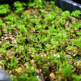 コウヤノマンネングサ・オオカサゴケ・ヒノキゴケの苔テラリウム用3種パック 人工栽培最高品質