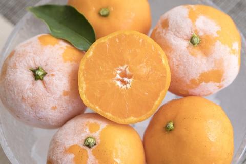 冷凍みかん「いろせなセット」