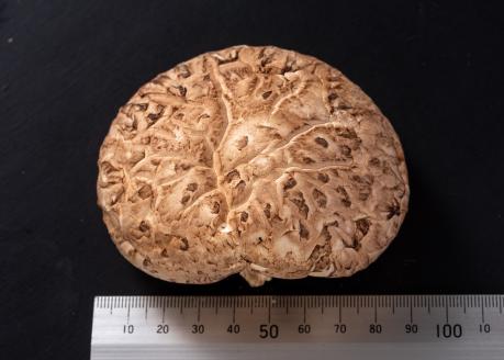 ブランド原木椎茸「霧源（MUGEN）」乾燥約150g（5～8枚）ご家庭用