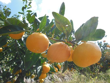 マルワフルーツ柑橘アソート6本セット手提げ箱