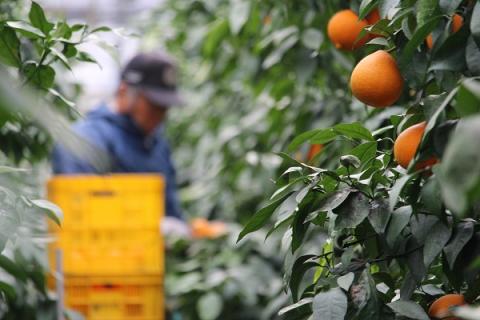 宇和のマドンナ　M～L寸（数量限定）