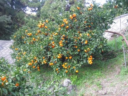 安樹屋　愛媛県明浜産　温州みかん（南柑20号） 10kg（家庭用）