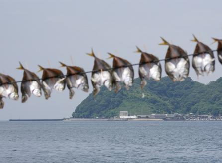 魚屋こだわりの活アジ開き
