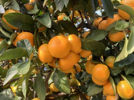 でん助農園の温州みかんリレー　訳あり　３回定期便（極早生・早生・中生）