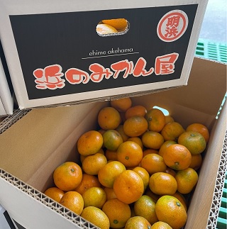 明浜産 浜のみかん屋直送 温州みかん 贈答用（5kg）