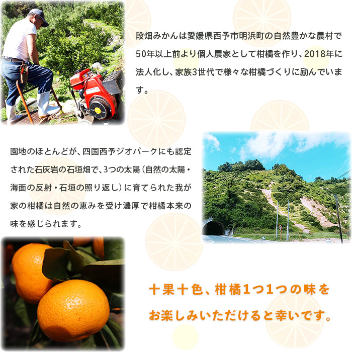 ＜愛媛県西予市産 温州みかん（南柑20号）家庭用 約10kg（サイズ不揃い・小傷あり）＞ 訳あり 果物 くだもの ミカン 柑橘 フルーツ 段畑みかん株式会社 愛媛県 西予市 約10kg（寄附額13,000円）