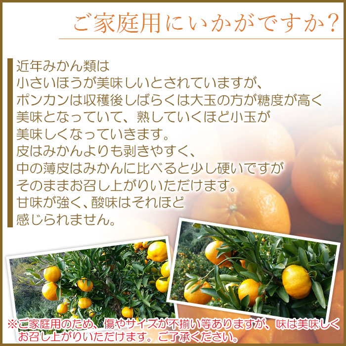 ＜愛媛県西予市産 ポンカン 家庭用 約9kg＞ 果物 くだもの みかん ミカン 柑橘 ぽんかん フルーツ 旬 おいしい 訳あり ワケアリ 自宅用 特産品 産地直送 段畑みかん株式会社 愛媛県 西予市 約９kg（寄附額12,000円）