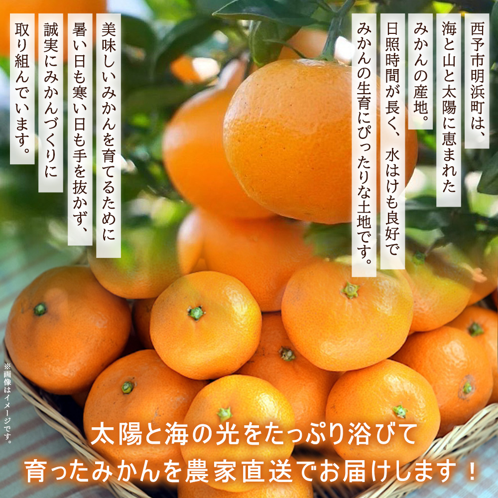 温州みかん 約5kg 贈答用