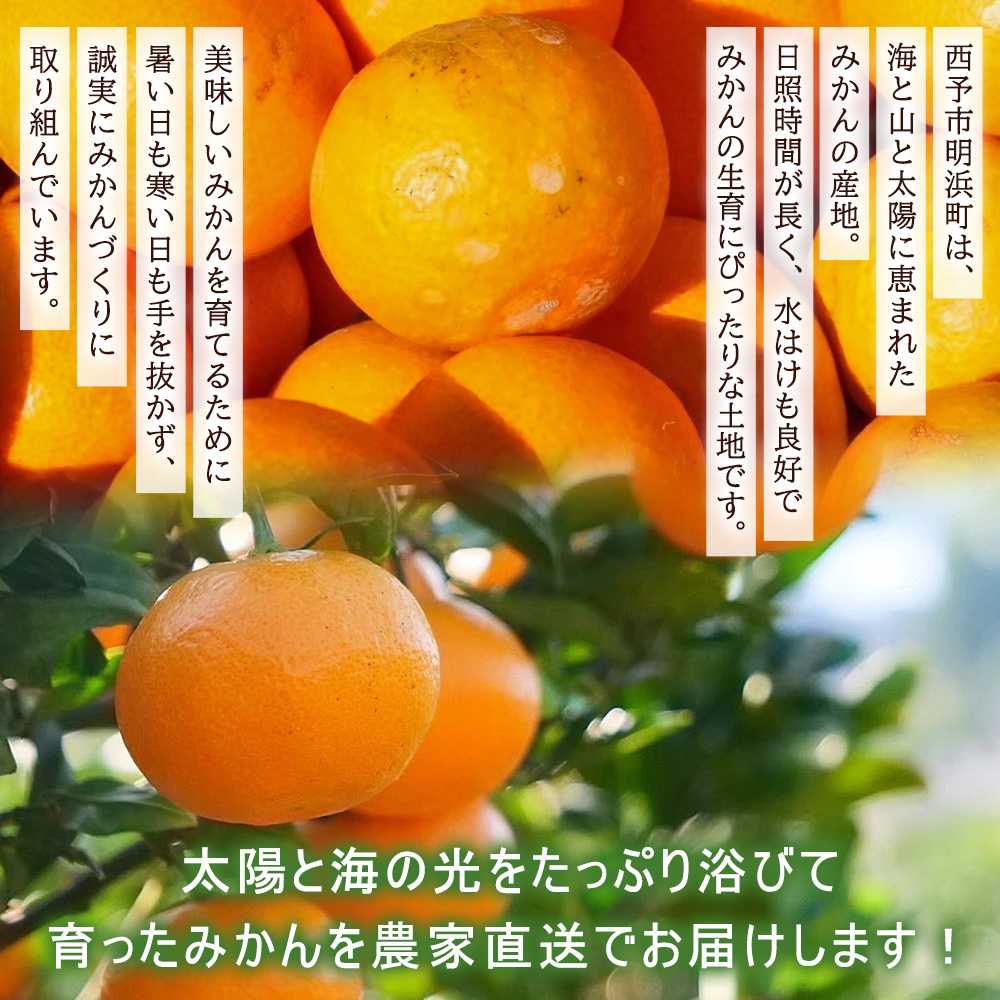 【初出店価格】明浜産　温州みかん　5kg　訳あり　愛媛みかん　農家直送　濱元柑橘農園