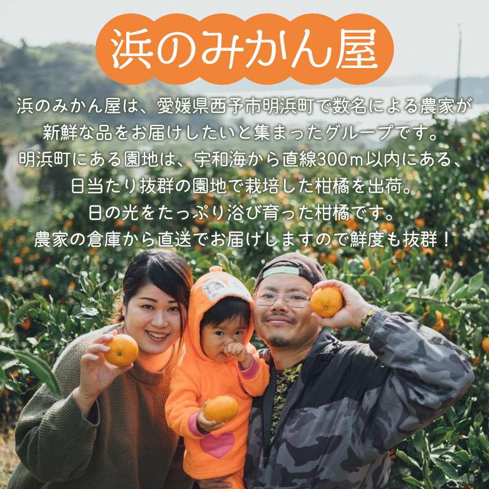 明浜産 浜のみかん屋直送 伊予柑 訳あり（４kg）