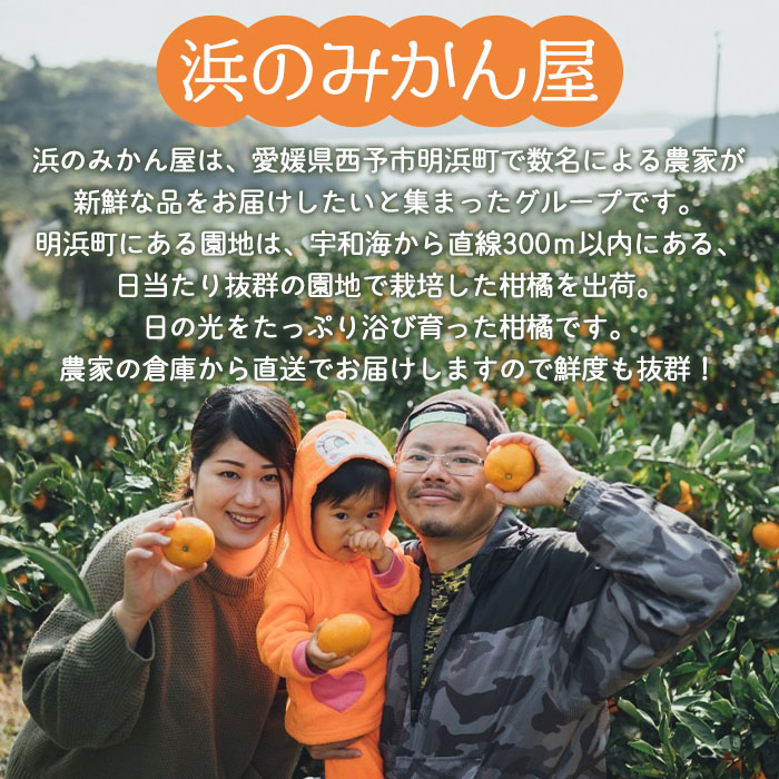 訳あり マドンナ 約4kg（小玉）