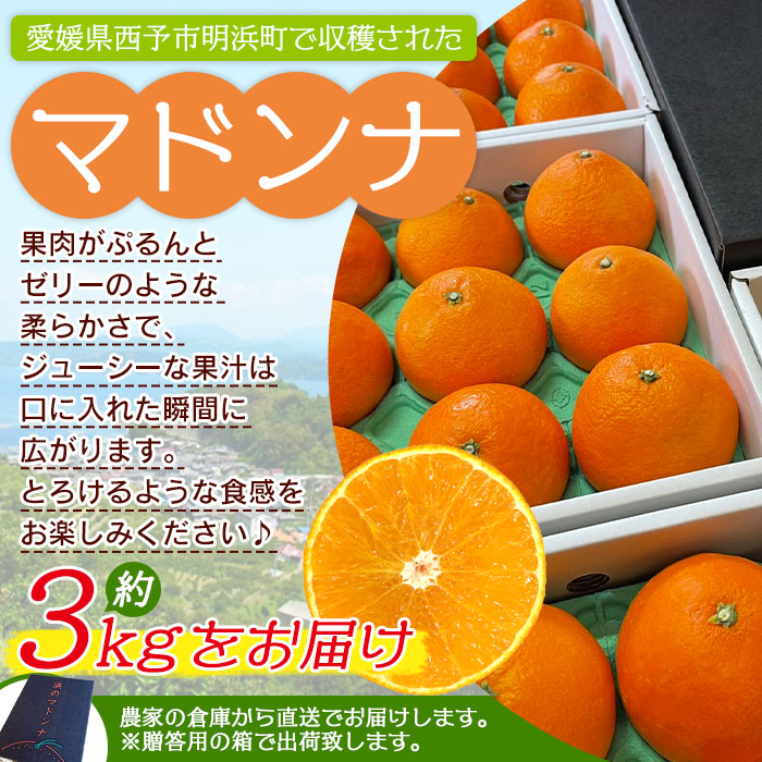 明浜産 浜のマドンナ 贈答用 約3kg