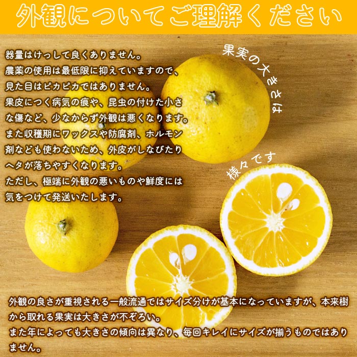 ＜無茶々園の黄金柑 約３kg（30～60玉）＞ フルーツ 果物 おうごんかん みかん ミカン 柑橘 愛媛県 西予市