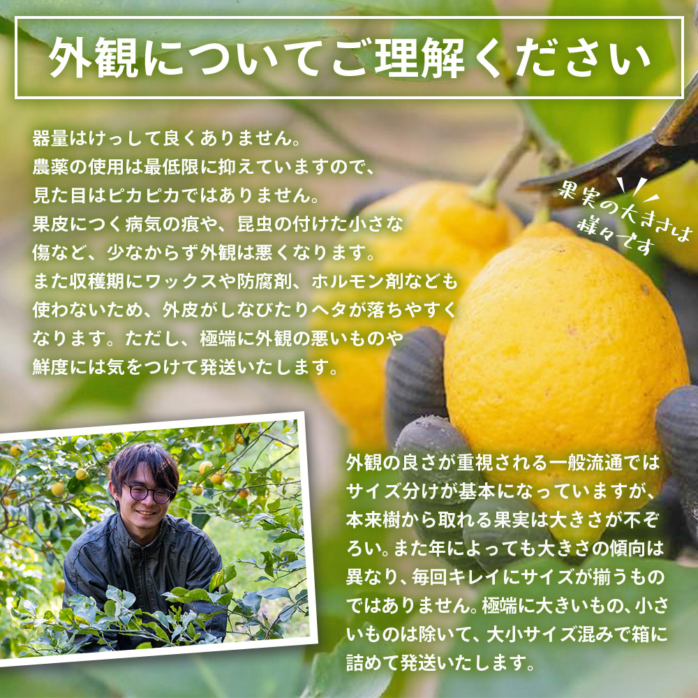 ＜無茶々園のレモン 約3kg＋レモンの本＞ フルーツ 果物 くだもの れもん 檸檬 柑橘 愛媛県 西予市