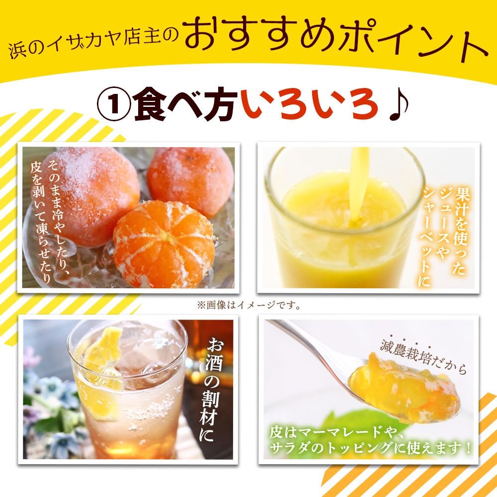 ＜【4月発送】旬をお届け！河内晩柑 約7kg＞ みかん ミカン 蜜柑 果物 柑橘類 果実 オレンジ フルーツ かわちばんかん カワチバンカン 15～20個前後 特産品 明浜産 二ノ宮商事 愛媛県 西予市