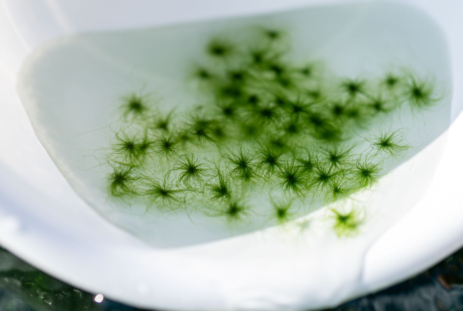 打ち抜き海水で育てた「すじ青のり」　原藻　３ｇ×５パック