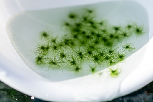 打ち抜き海水で育てた「すじ青のり」　粉末　３ｇ×５パック